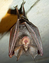 Picture: Lesser horseshoe bat