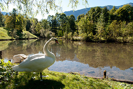 Bild: Schwanenweiher